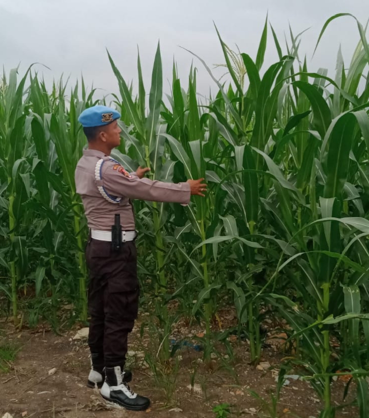 Polsek KSKP Dumai Bersama Kelompok Tani Cek Perkembangan Jagung Dukung Ketahanan Pangan Nasional