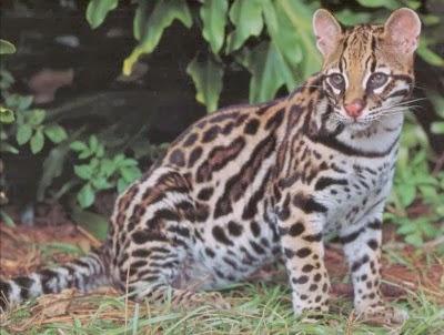 Heboh Penampakan Harimau di Sidomukti, Ternyata Kucing Hutan