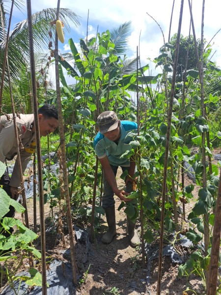 Ketahanan Pangan Nasional Didukung dari Pekarangan, Bhabinkamtibmas Aktif Lakukan Pendampingan Petani