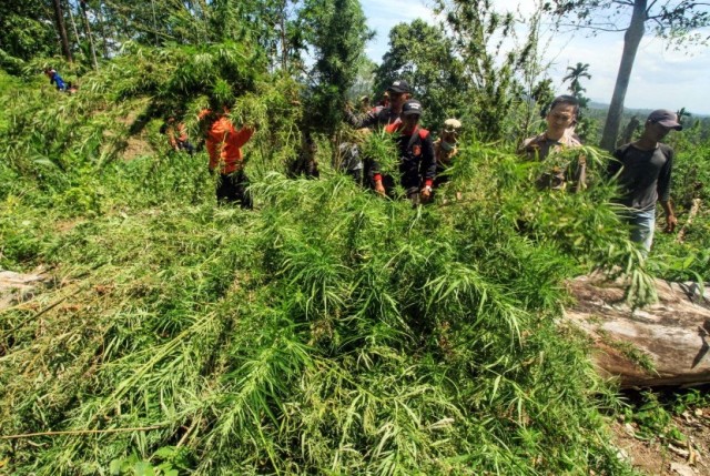 Polisi Musnahkan Tiga Hektare Ladang Ganja