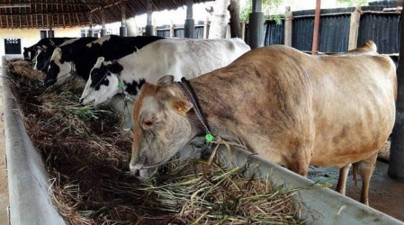Mengintip Bisnis Kotoran Sapi di Siak