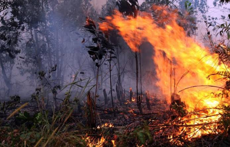 Pria Lansia Tewas Terbakar saat Padamkan Karhutla