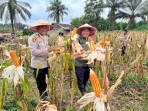 Panen Raya Jagung Polsek Bukit Kapur: Polres Dumai Dukung Ketahanan Pangan Nasional