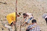 Semangat Hari Pelanggan Nasional, PLN Nusantara Power UP Tenayan Tanam Mangrove Bersama Puteri Indonesia Riau