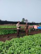 Dukung Ketahanan Pangan Nasional, Polisi dan Petani di Dumai Barat Pantau Tanaman Bayam
