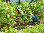 Babinsa Sertu Nono S. Dukung Pertanian Singkong di Kelurahan Bukit Batrem