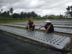 Babinsa Bagan Besar Timur Dukung Swasembada Pangan dengan Pendampingan Petani Sawi