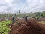 Babinsa Sertu Mahyudin Bantu Petani Purnama Tingkatkan Hasil Panen