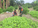 Serda Andri Widodo Dukung Pertanian Bayam di RT 01 Kelurahan Bukit Datuk