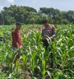 Polsek KSKP Polres Dumai Bersama Kelompok Tani Lakukan Pengecekan Tanaman Jagung, Dukung Ketahanan Pangan Nasional