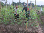 Penanaman Kacang Panjang di Kecamatan Dumai Selatan Didampingi Serda Andri Widodo