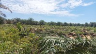 Replanting Kebun Sawit 400 Ha di Bengkalis, Pusat Gelontorkan Dana Rp24 Miliar