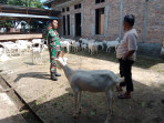 Babinsa Kelurahan Purnama Sosialisasikan Pencegahan Penyakit Mulut dan Kuku di Peternakan Arun