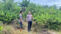 BRIPTU Irvan J. Sipahutar Sambangi Lahan Jeruk Nipis Warga, Ketahanan Pangan Jadi Prioritas