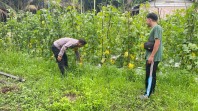 Dukung Ketahanan Pangan, Polisi dan Petani Bersinergi Kembangkan Budidaya Melon di Bukit Datuk