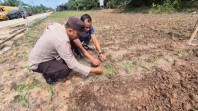 Dukung Ketahanan Pangan Nasional Kapolsek Sungai Sembilan Beserta Anggotanya Tinjau Lahan Tanaman Jagung