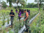 Babinsa Kecamatan Bukit Kapur Menggelar Penyuluhan Pertanian di KWT Anggrek