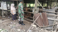 Babinsa Bukit Kapur Dampingi Pemilik Ternak Sapi Lakukan Pemantauan dan Sosialisasi PMK