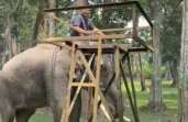 Momen HPN, PLN Nusantara Power UP Tenayan Perkuat Komitmen Konservasi Gajah Sumatera