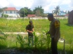 Dukung Ketahanan Pangan Nasional, Bhabinkamtibmas Buluh Kasap Pantau Lahan Jagung Warga