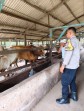 Monitoring Intensif Peternakan Sapi, Bhabinkamtibmas Dorong Hasil Produksi Lebih Optimal Untuk Mendukung Ketahanan Pangan