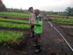 Bersama Warga, Bhabinkamtibmas Dumai Barat Dorong Swasembada Pangan dari Pekarangan Rumah