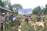 Panen Raya Jagung Polres Dumai Hasilkan 1 Ton Jagung, Dukung Ketahanan Pangan Nasional