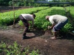 Pekarangan Produktif Warga Bagan Keladi Dipantau Bhabinkamtibmas untuk Program Ketahanan Pangan