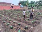 Pekarangan Terong Ungu di Purnama Jadi Contoh Ketahanan Pangan Warga Dumai Barat