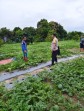 Program Ketahanan Pangan Nasional Diperkuat Lewat Pendampingan Bhabinkamtibmas kepada Petani Semangka
