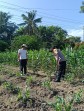 Dukung Program Ketahanan Pangan, Bhabinkamtibmas Dumai Barat Pantau Pertumbuhan Jagung Manis di Ratu Sima