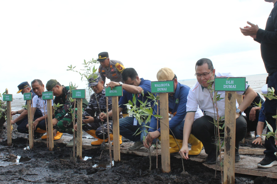 Peduli Lingkungan, Apical Gagas Penanaman Pohon Mangrove