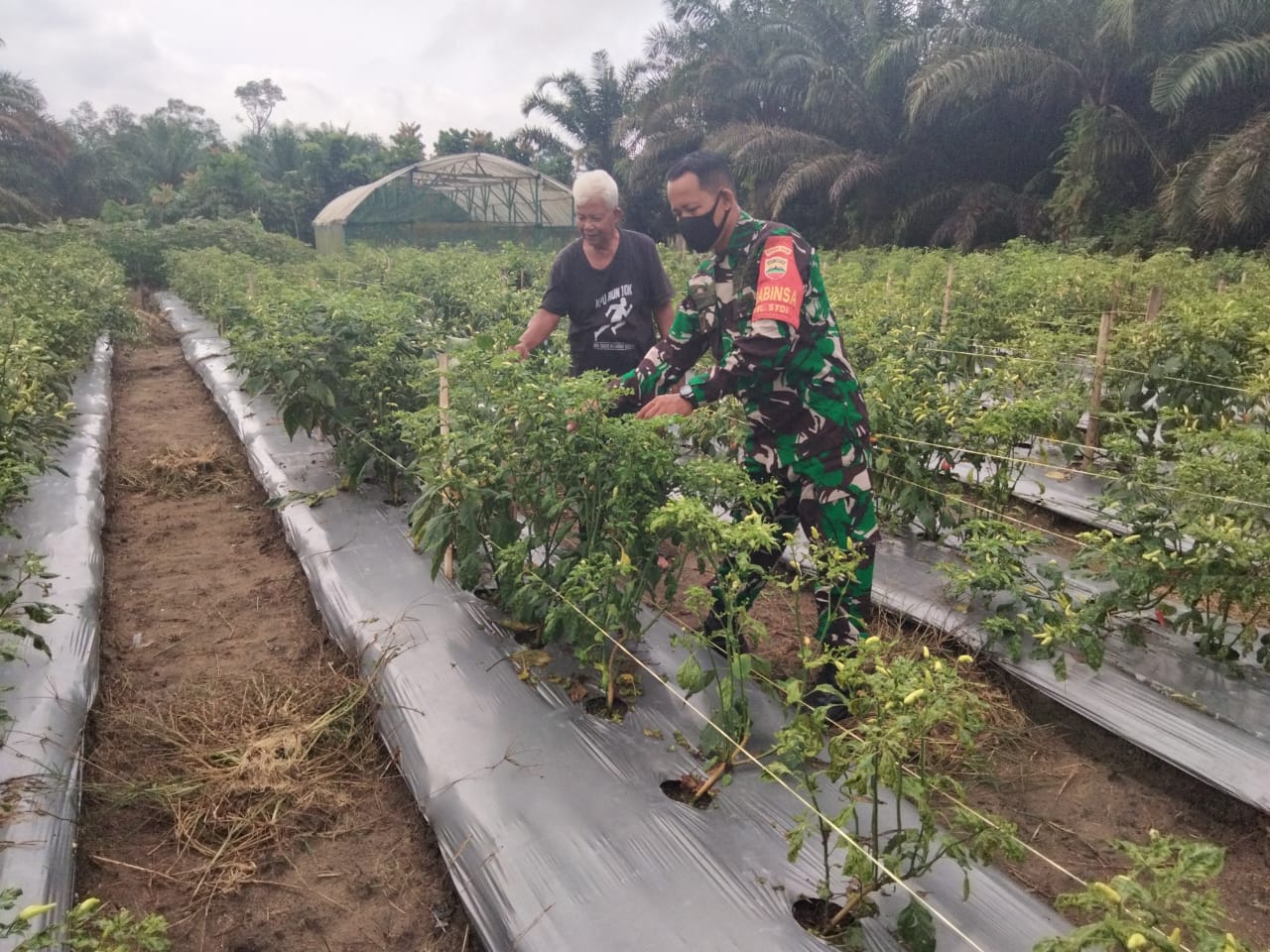 Sambangi Petani Cabe, Babinsa STDI Laksanakan Giat Pendampingan