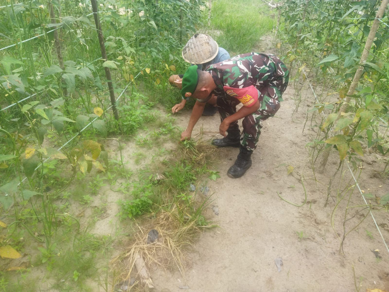 Pendampingan Oleh Sertu Abu Kosim Kepada Petani