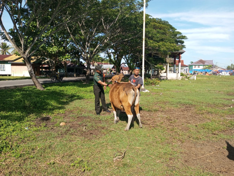 Pencegahan PMK Terus Fokus Dilakukan Oleh Babinsa Koramil 06 Merbau