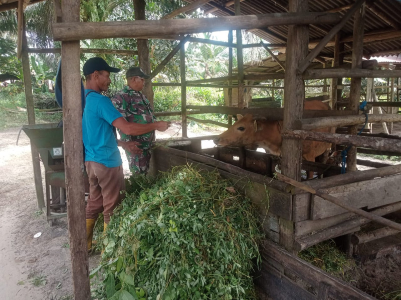 Babinsa Koramil 02/BK Gelar Pengecekan Penyakit Mulut dan Kuku di Bagan Besar