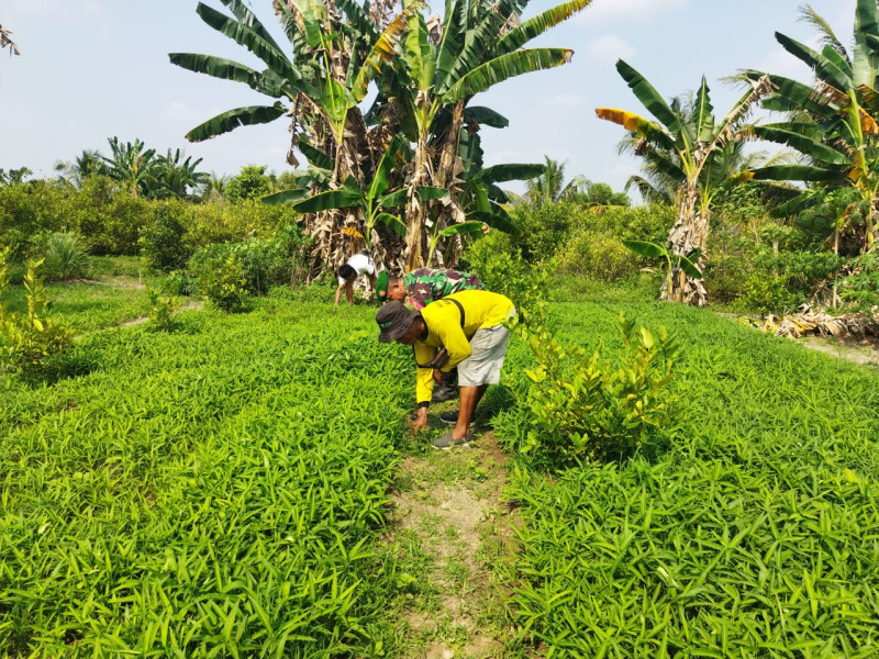 Sertu Abu Kosim Dampingi Warga RT 28 Kembangkan Pertanian Sayur Kangkung