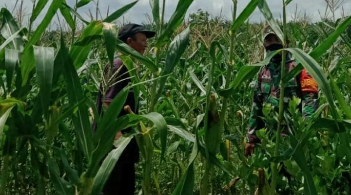 Upsus Kodim 0320/Dumai Dalam Menjaga Ketahanan Pangan