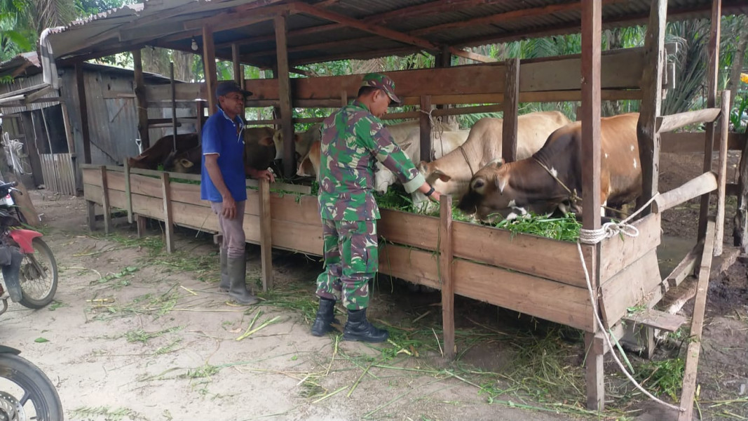 Pemantauan PMK di Peternakan Masyarakat Dilakukan Oleh Sertu Jum'at Desmanto