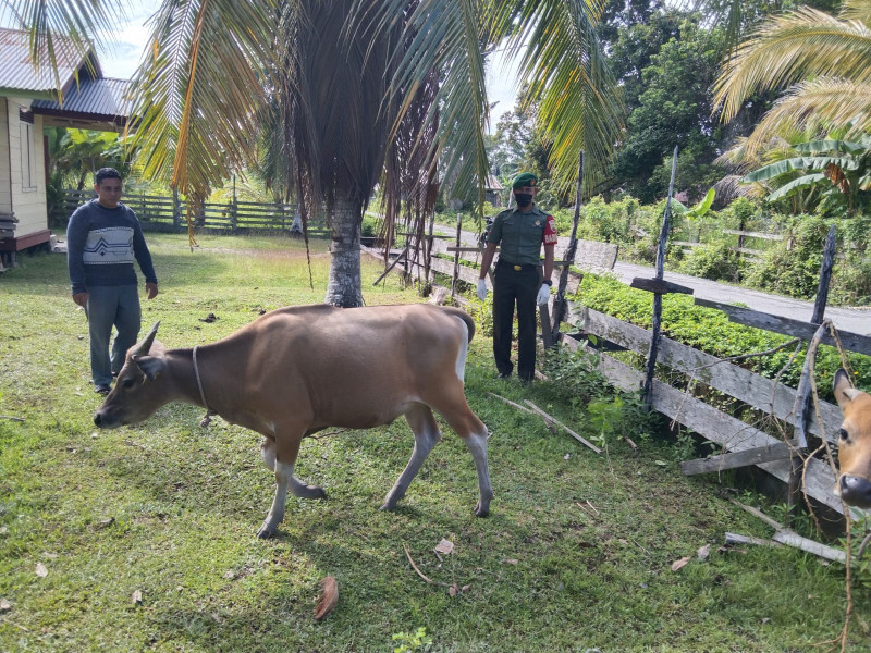 Kopda Ricko Cek Kesehatan Hewan Ternak di Wilayah Binaannya