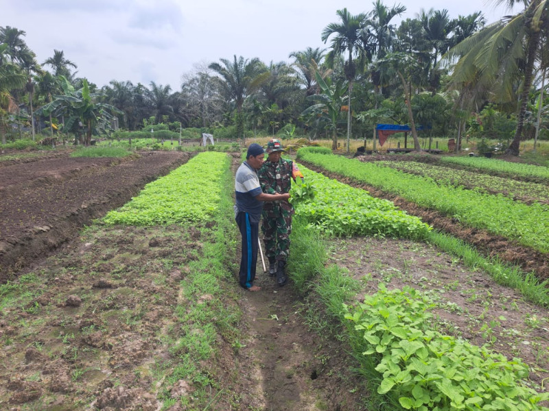 Sukoco, Petani Sayur Bayam Dapatkan Pendampingan Dari Babinsa Koramil 01