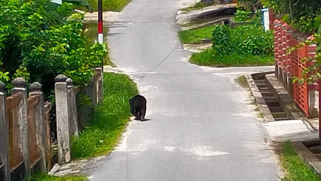 Beruang Madu Berkeliaran, Kapolsek Mandau Imbau Warga Hati-hati