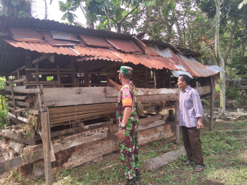 Melalui Babinsanya, Koramil 01 Laksanakan Monitoring Hewan Ternak