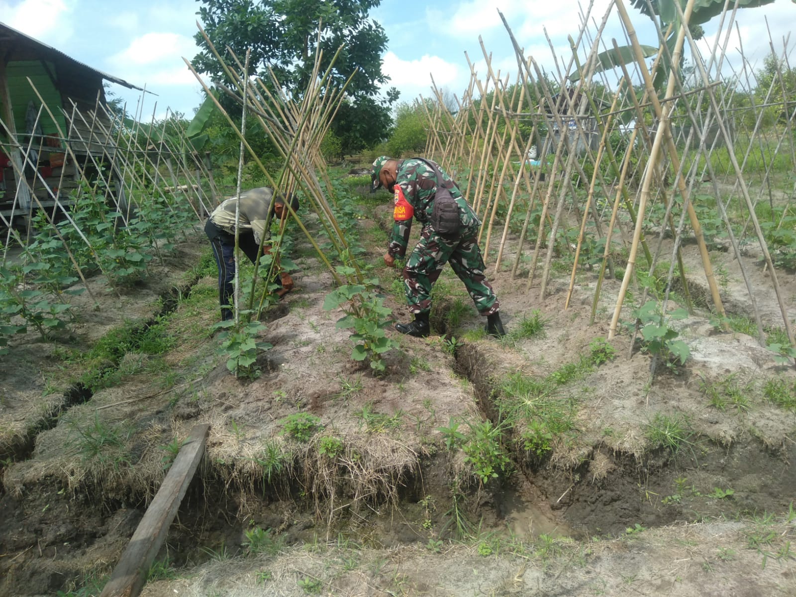 Babinsa Fahrizal Purba Datangi Petani Mentimun