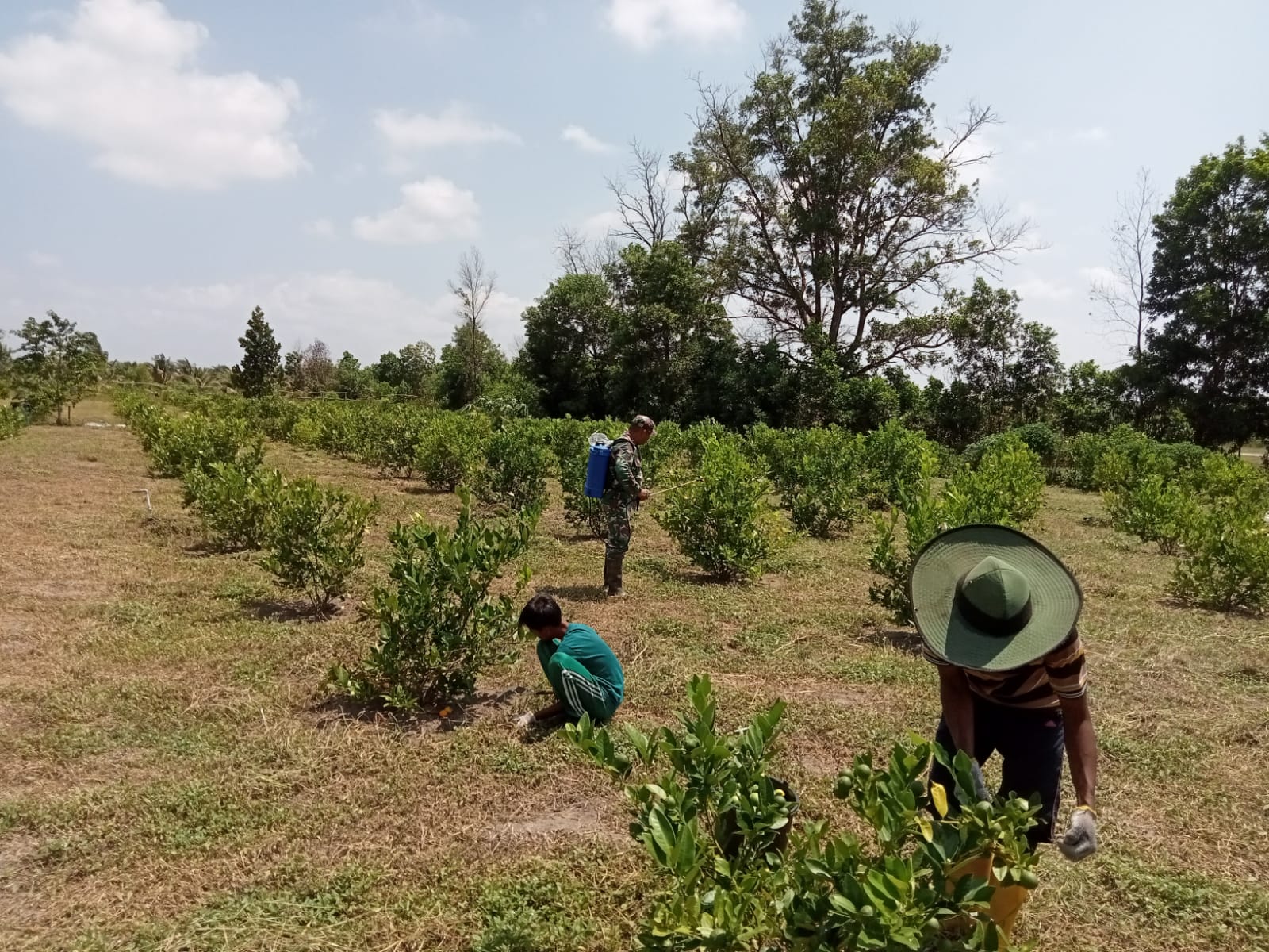 Serka Fahrizal Purba Dampingi Petani Jeruk Nipis