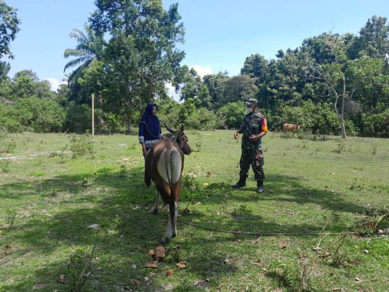 Babinsa Guntung Cek Kesehatan Hewan Ternak