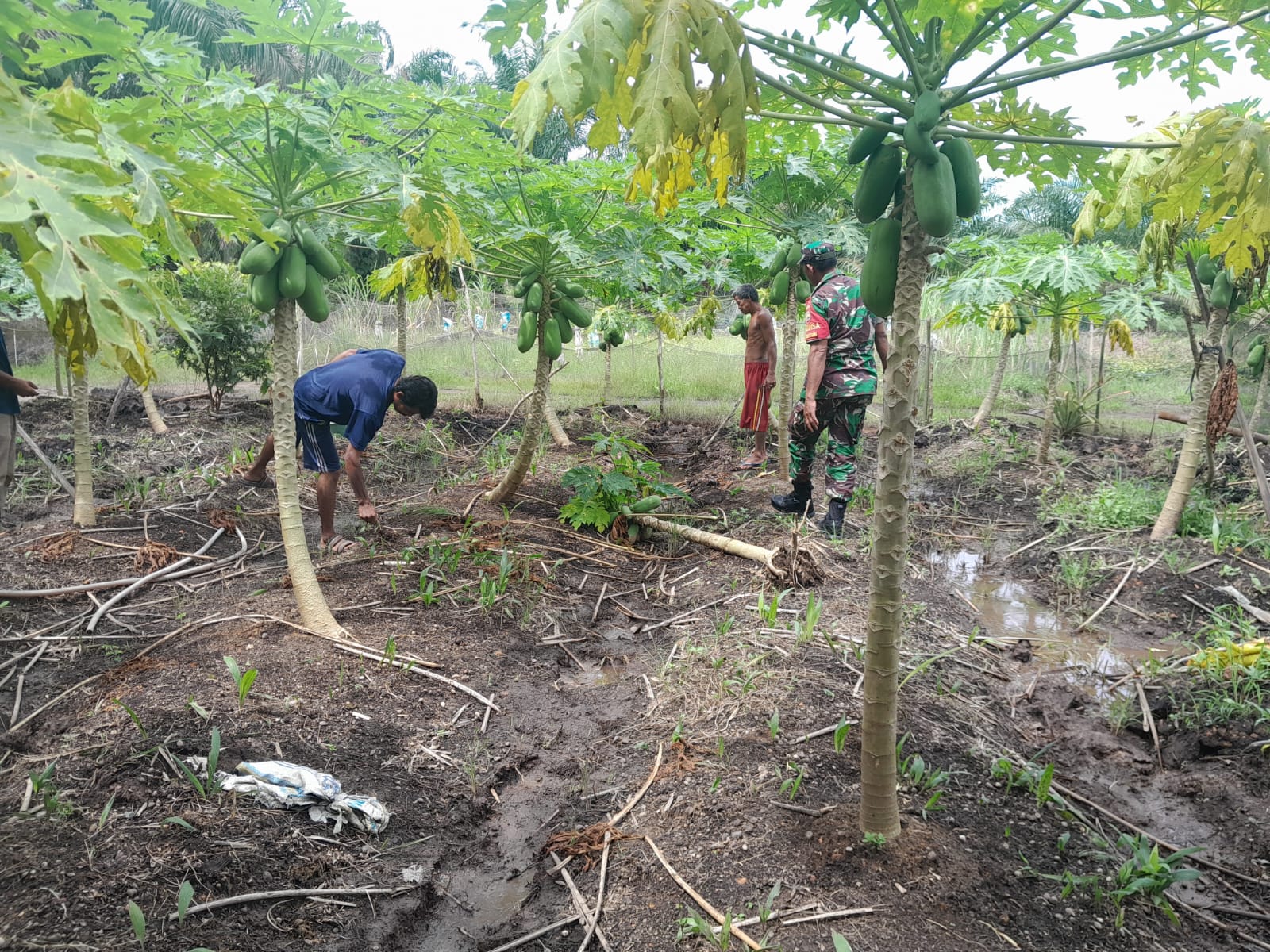 Petani Pepaya Senang Didatangi Sertu Aslim Lubis