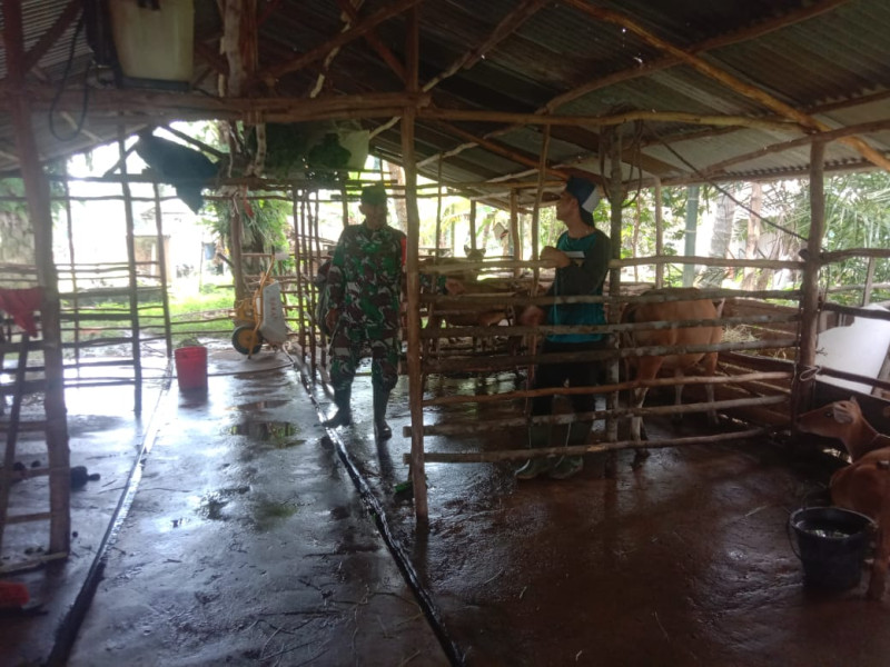 Upaya Pencegahan Penyakit Mulut dan Kuku (PMK) Terus Diperkuat oleh Babinsa Sertu Ramli