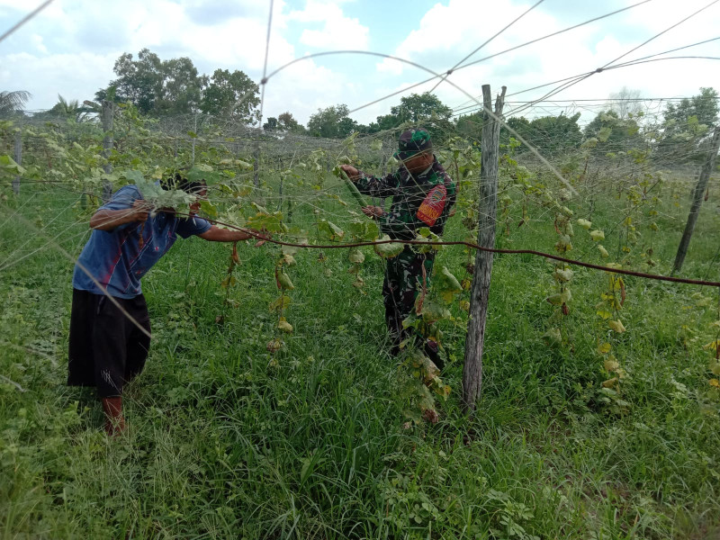 Serka Suandi Sampaikan Ini ke Petani Gambas dan Mentimun