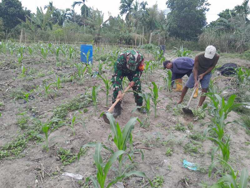 Babinsa Kelurahan Bukit Timah Dampingi Petani Jagung dan Timun di RT 06